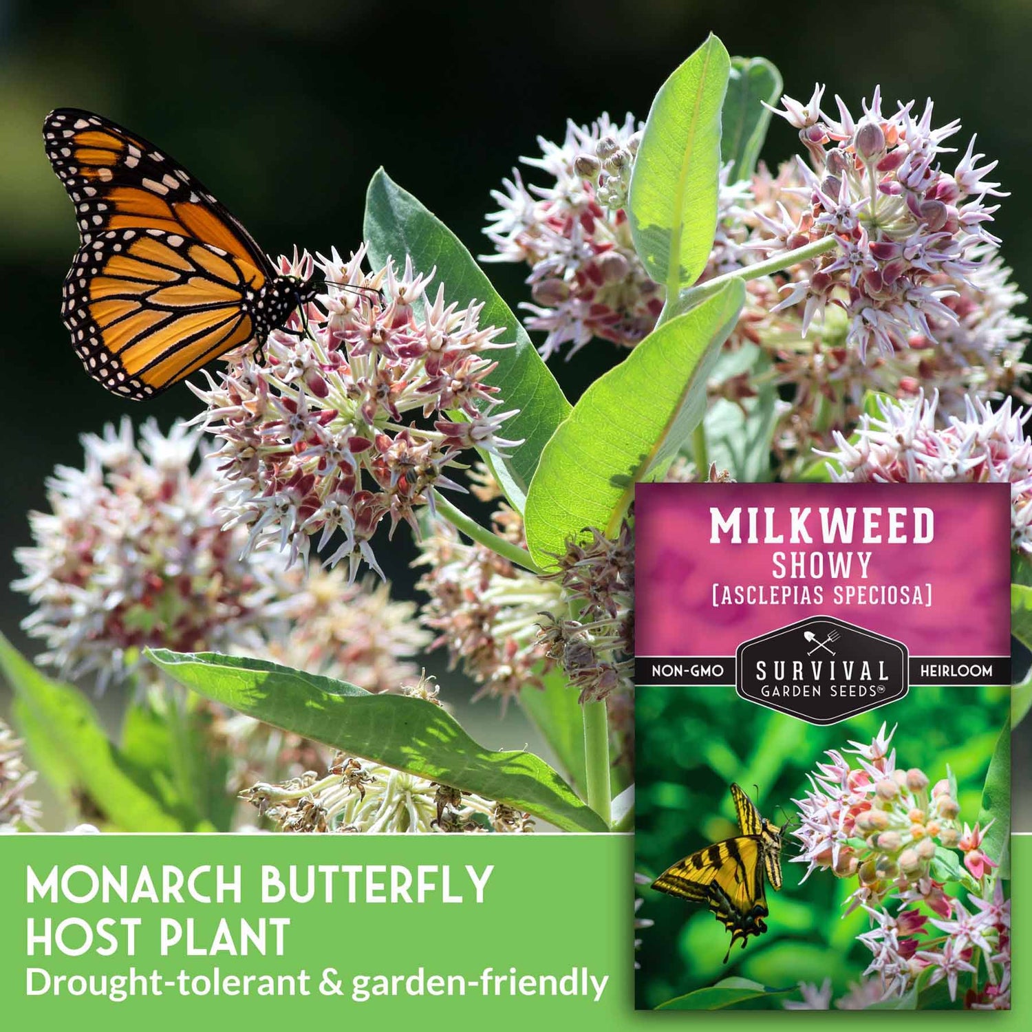 Milkweed plant with a monarch butterfly and Survival Garden Seeds packaging.