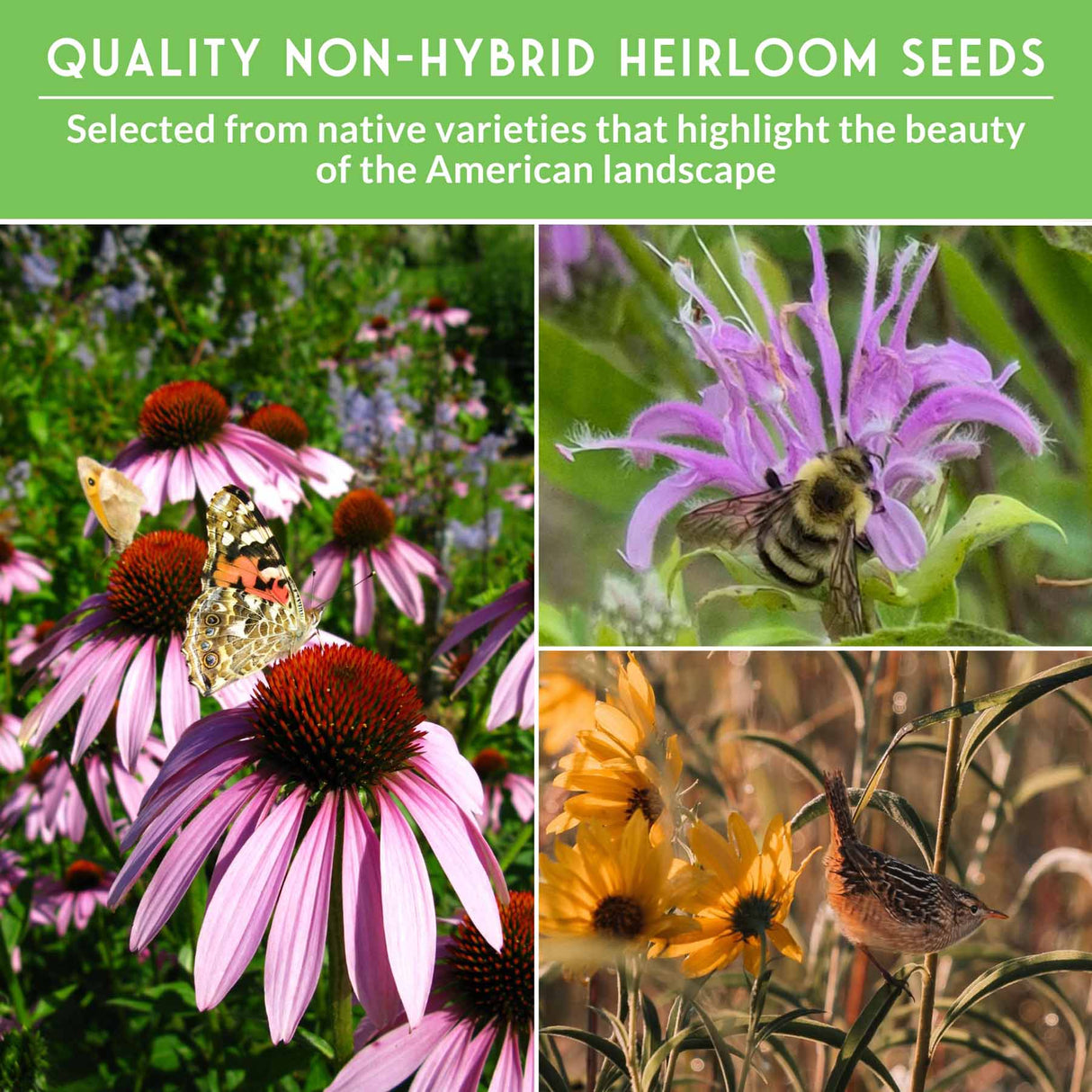 Collage of flowers and insects with text about non-hybrid heirloom seeds.