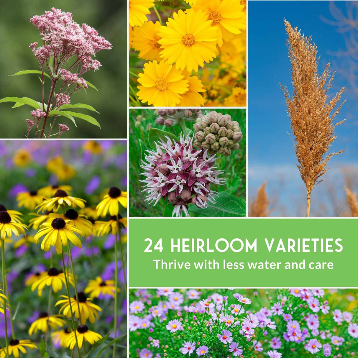 Collage of various flowers with text about 24 heirloom varieties thriving with less water and care.