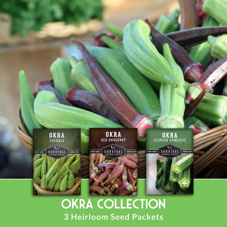 Basket of okra with three seed packets labeled 'Emerald', 'Red Burgundy', and 'Clemson Spineless' on a green background.