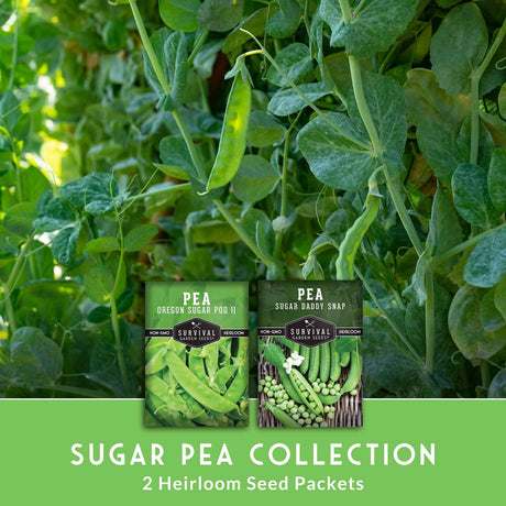 Sugar pea plants with seed packets labeled 'Oregon Sugar Pod II' and 'Sugar Daddy Snap' on a green background.