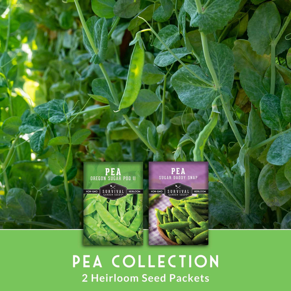 Two heirloom seed packets for pea plants among green pea pods and leaves.