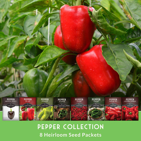 Red bell peppers on a plant with seed packets displayed below.