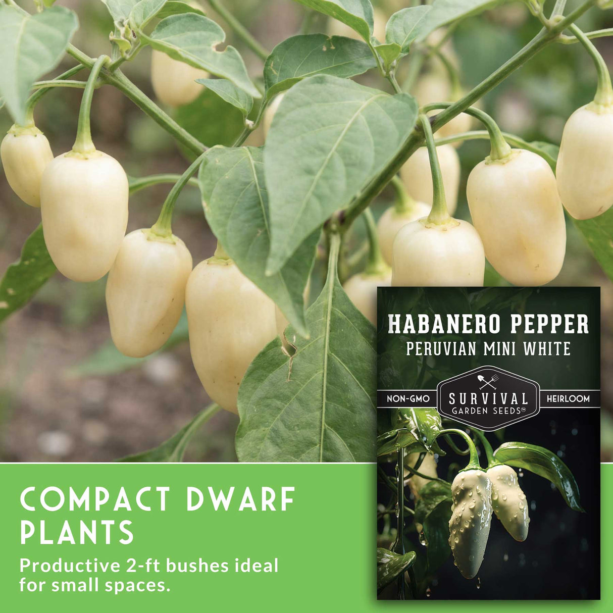 White habanero pepper plant - Compact dwarf pepper plant for small places