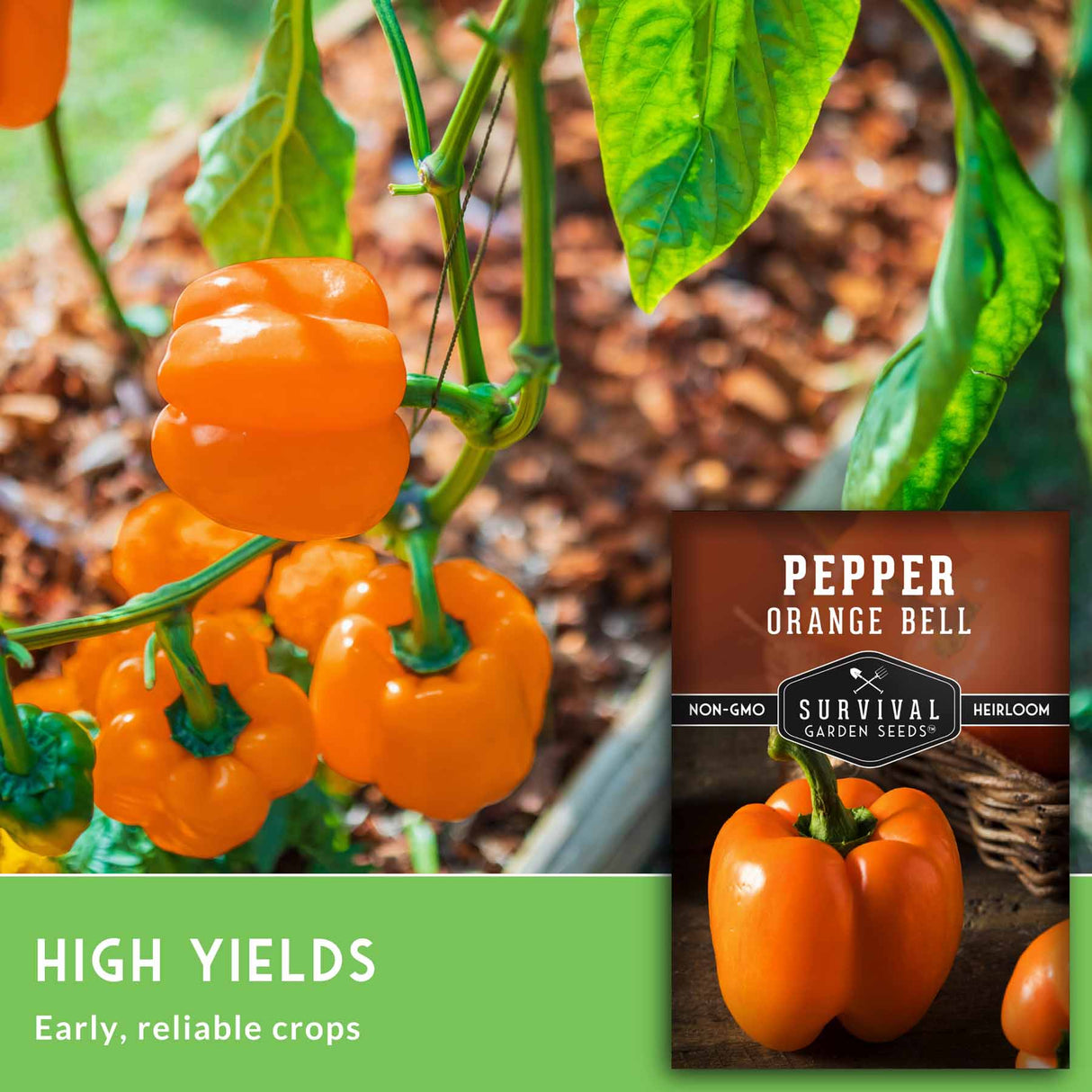 Orange bell peppers growing on a plant with a seed packet labeled 'Pepper Orange Bell' from Survival Garden Seeds.