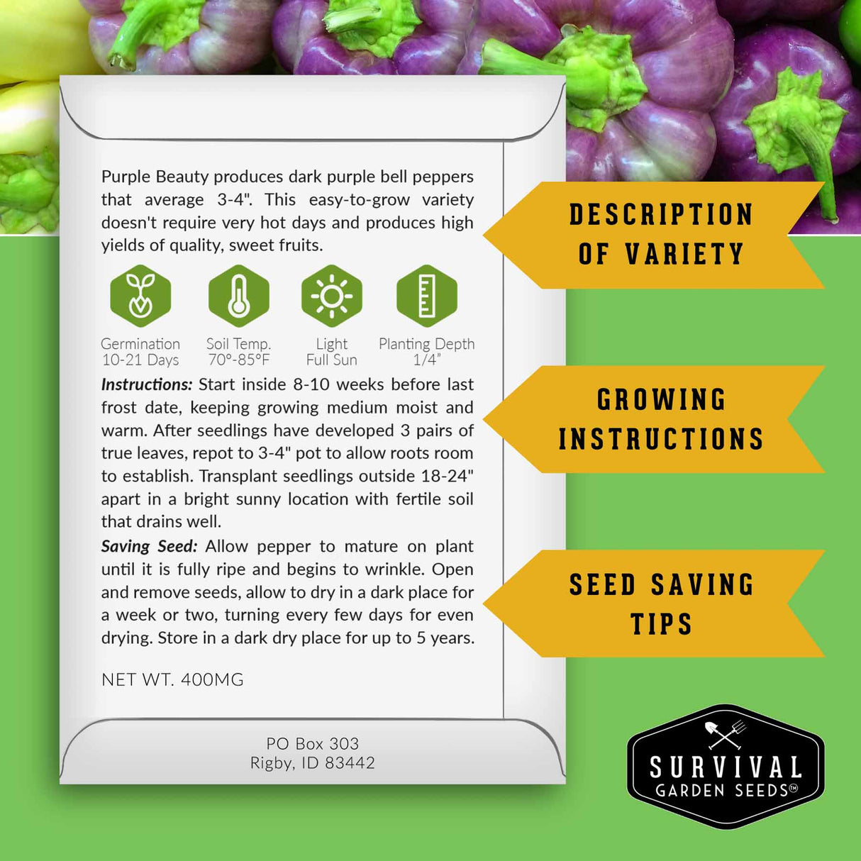 Seed packet for 'Purple Beauty' bell peppers with growing instructions and seed saving tips on a green background.