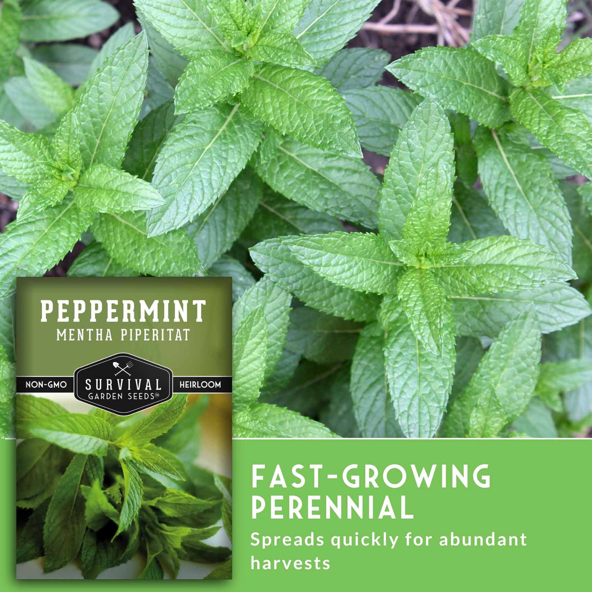 Peppermint plant with Survival Garden Seeds packaging and text about fast-growing perennial.
