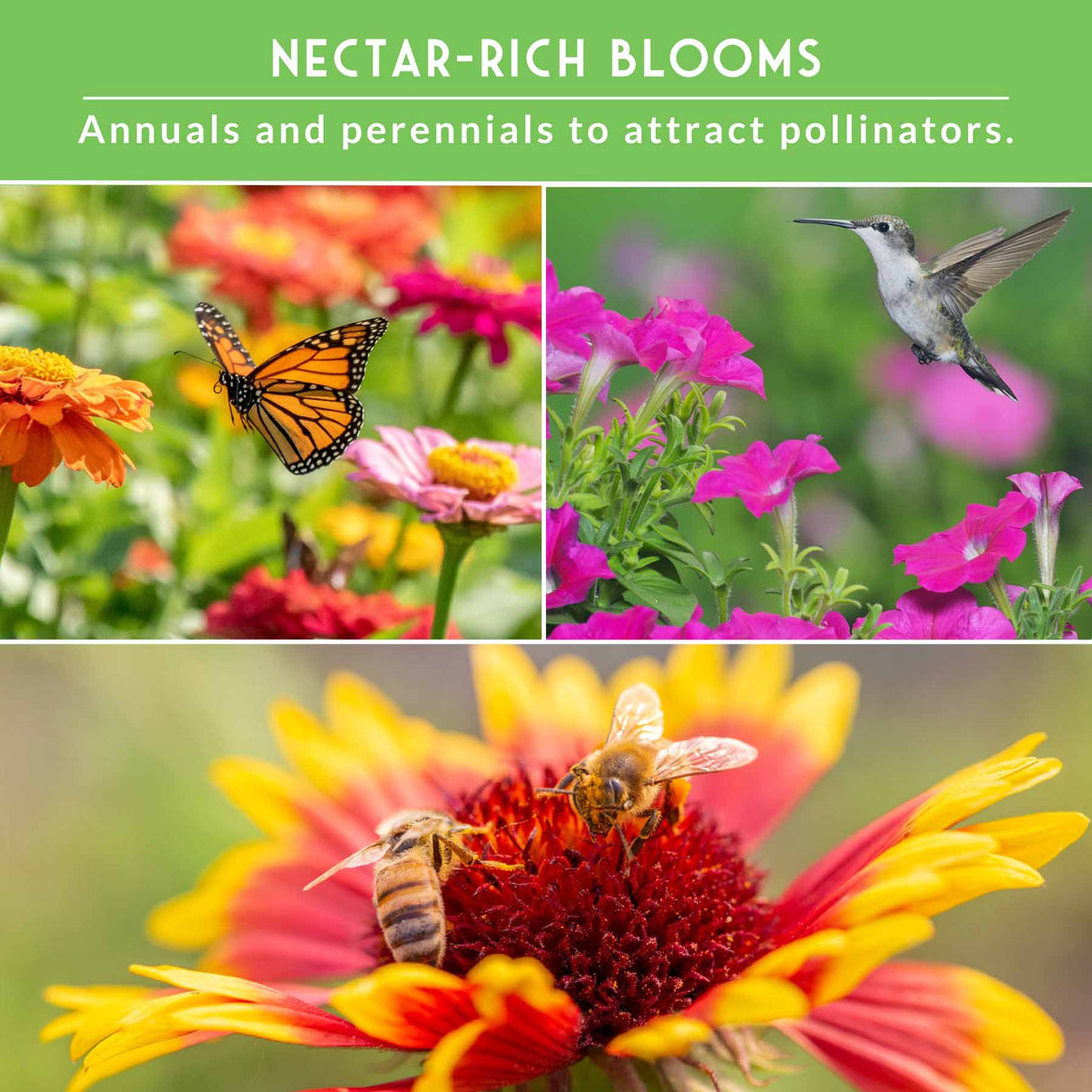 Collage of flowers, butterflies, and a bee with text about attracting pollinators.