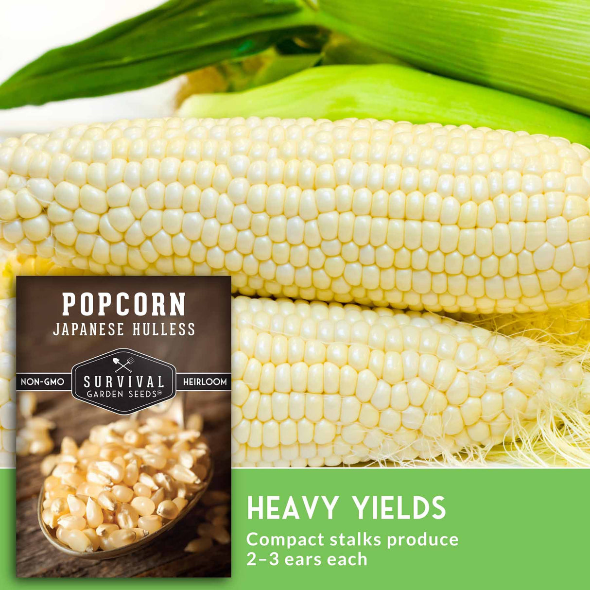 Corn on the cob with a package of Survival Garden Seeds popcorn corn, featuring text about yield and characteristics.
