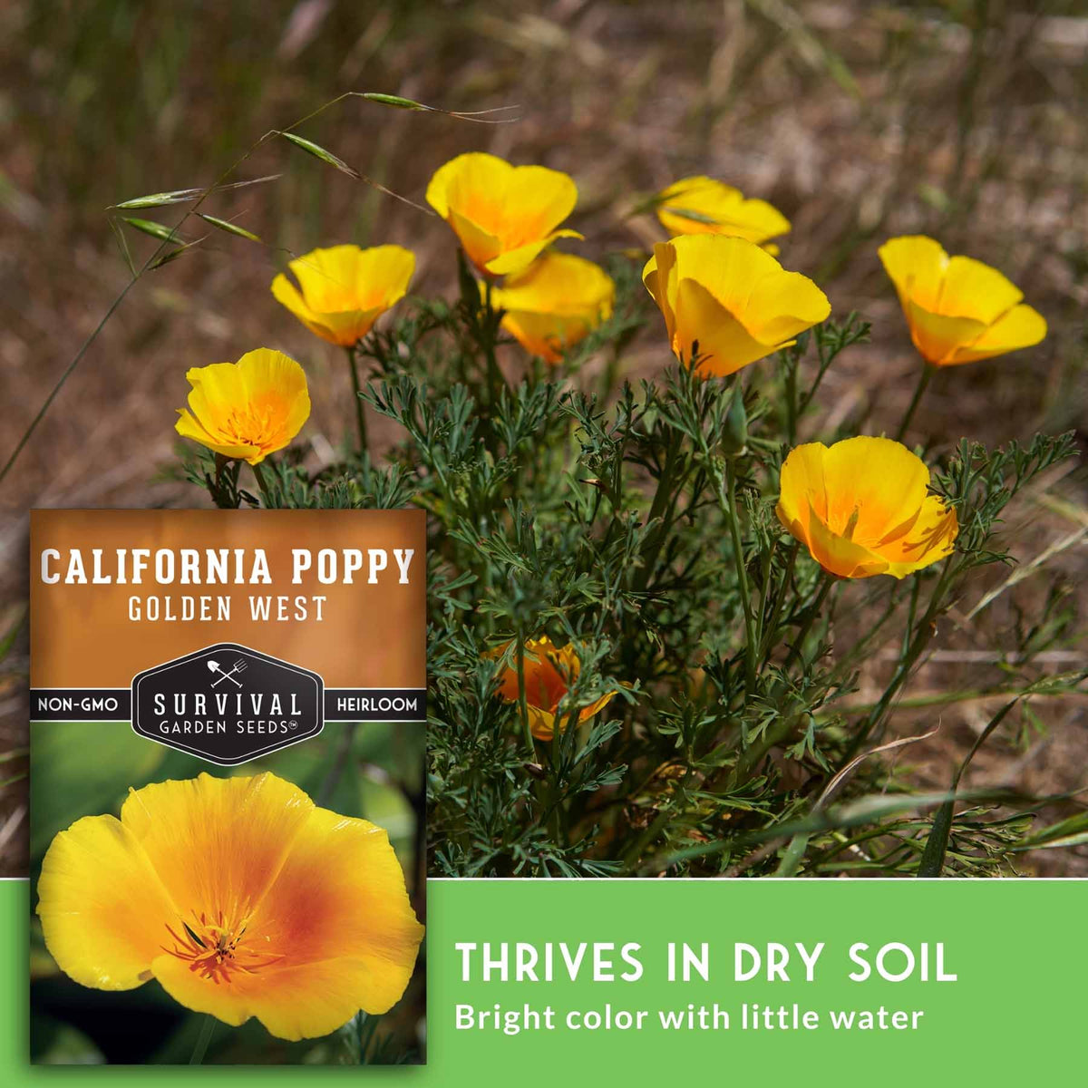 California poppy seeds from Survival Garden Seeds, featuring bright yellow flowers and green foliage in a natural outdoor setting, with a product label and text overlay.