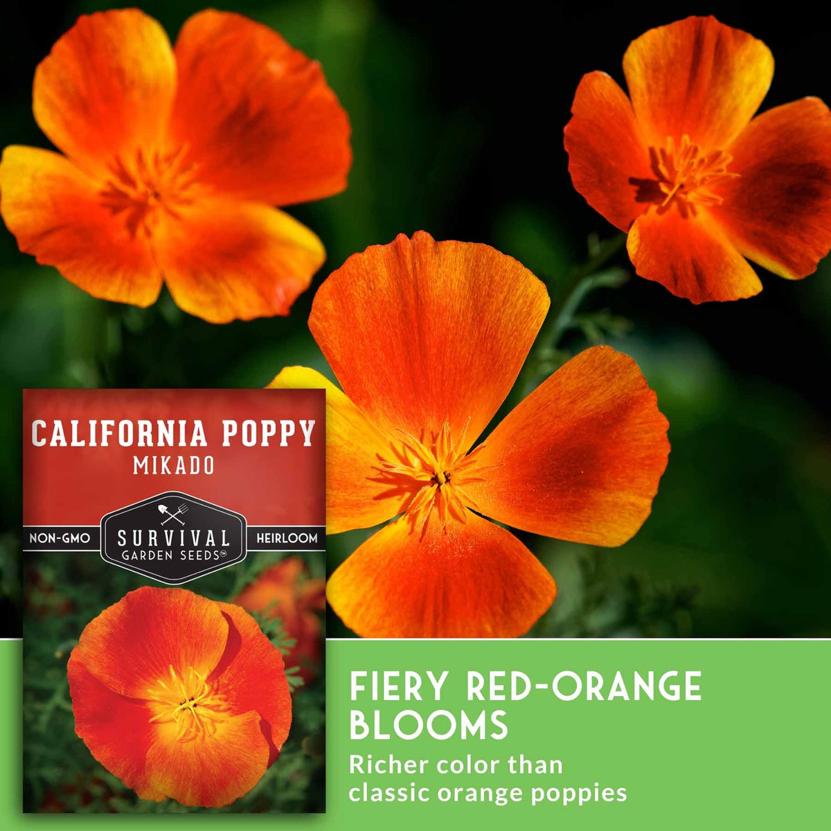 California poppy seeds by Survival Garden Seeds, featuring a close-up of fiery red-orange flowers and a seed packet labeled 'California Poppy Mikado' on a dark green background with a light green text banner.