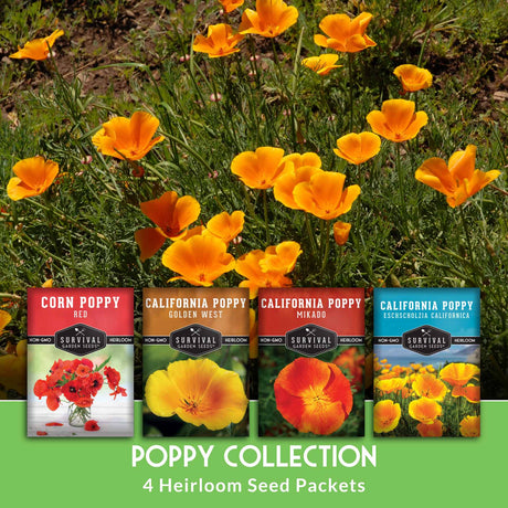 Heirloom seed packets for corn poppy and California poppy with flowering plants in the background.