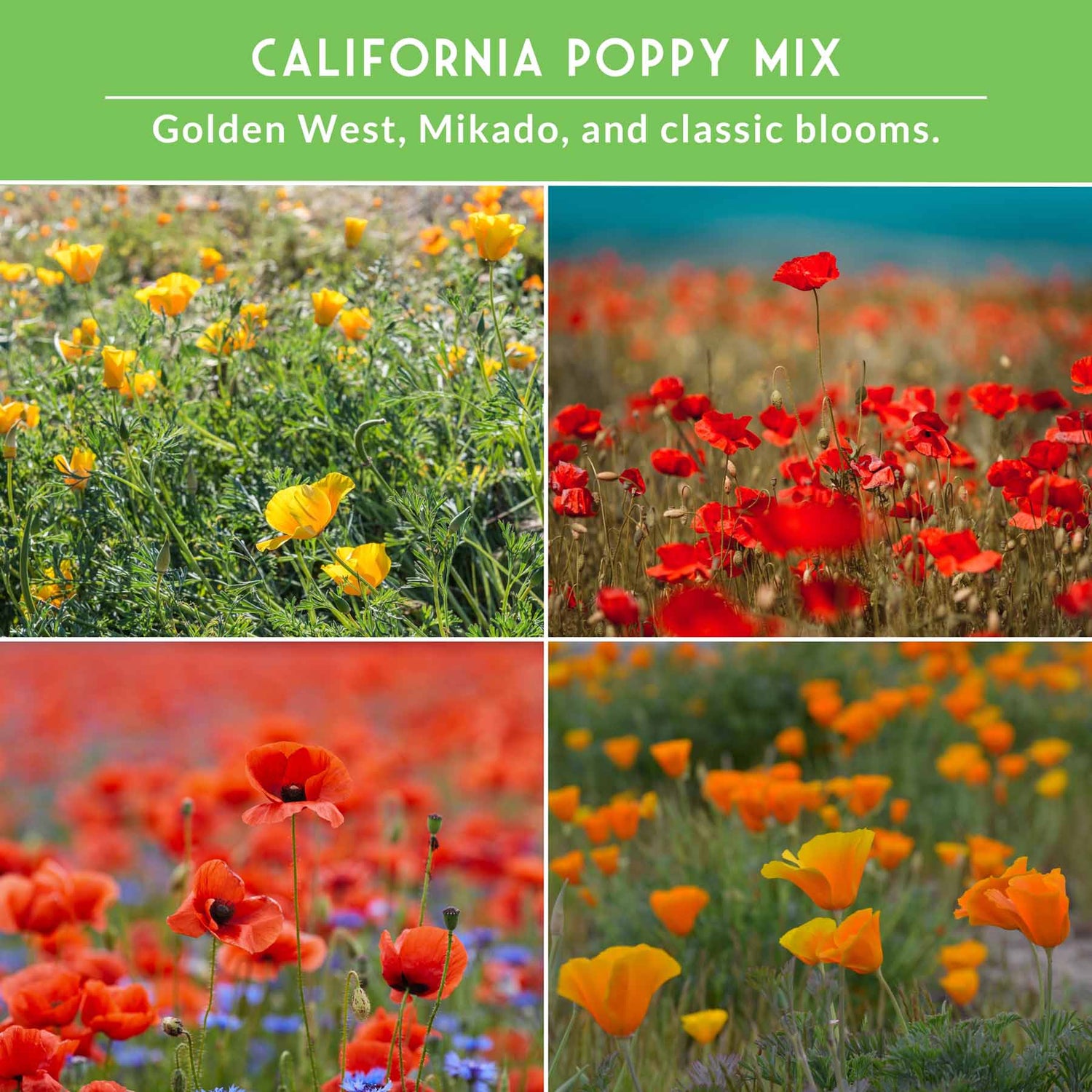 Collage of California poppies in various colors with text indicating types.