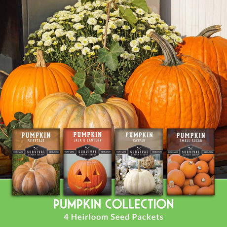 Pumpkin Seed Collection. 4Pumpkin seed packets with pumpkins and flowers in the background
