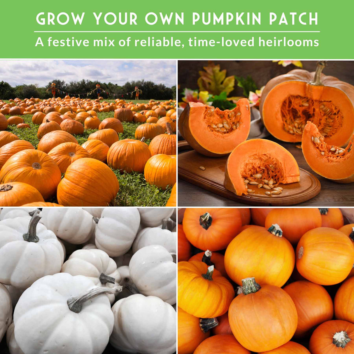 Collage of pumpkins with text 'Grow Your Own Pumpkin Patch' on a green background