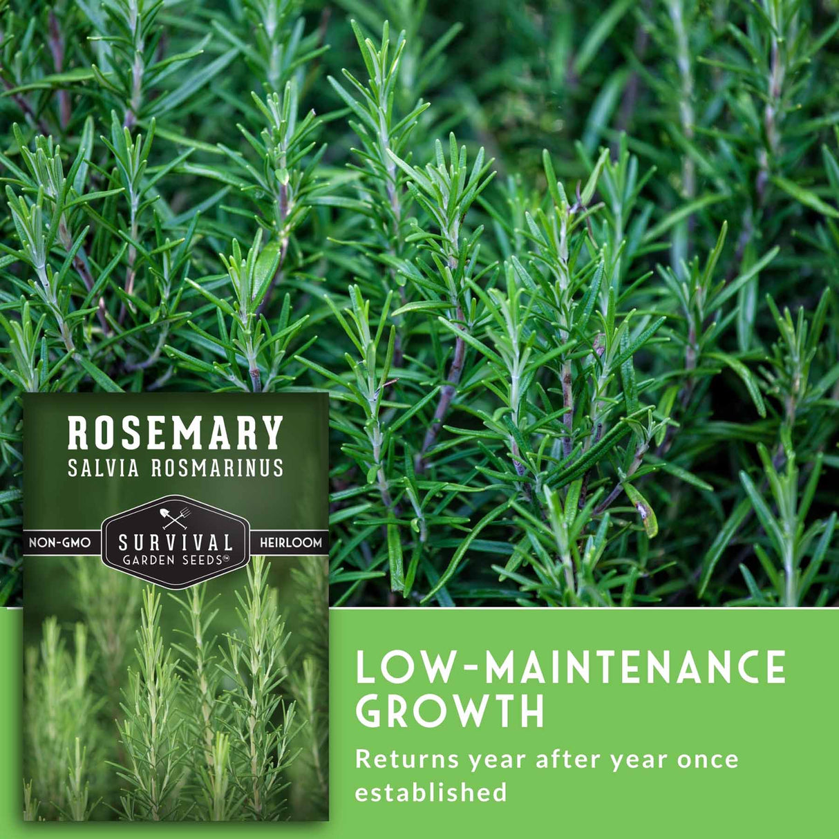 Rosemary plant with a seed packet labeled 'Survival Garden Seeds' on a green background.