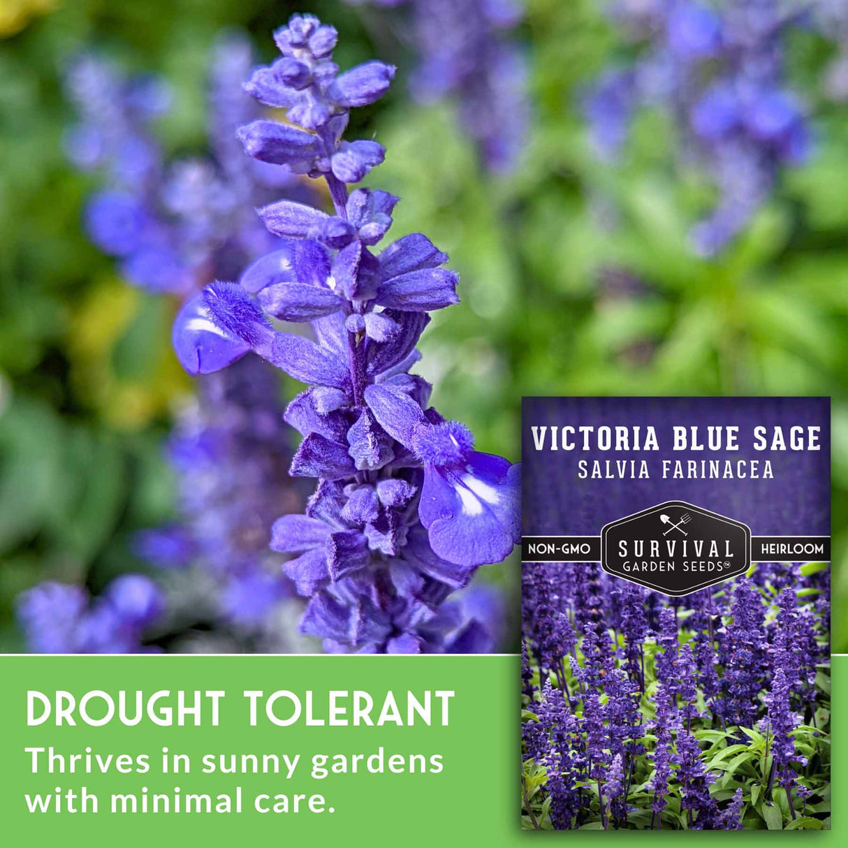 Victoria Blue Sage plant with a seed packet labeled 'Survival Garden Seeds' on a blurred garden background.