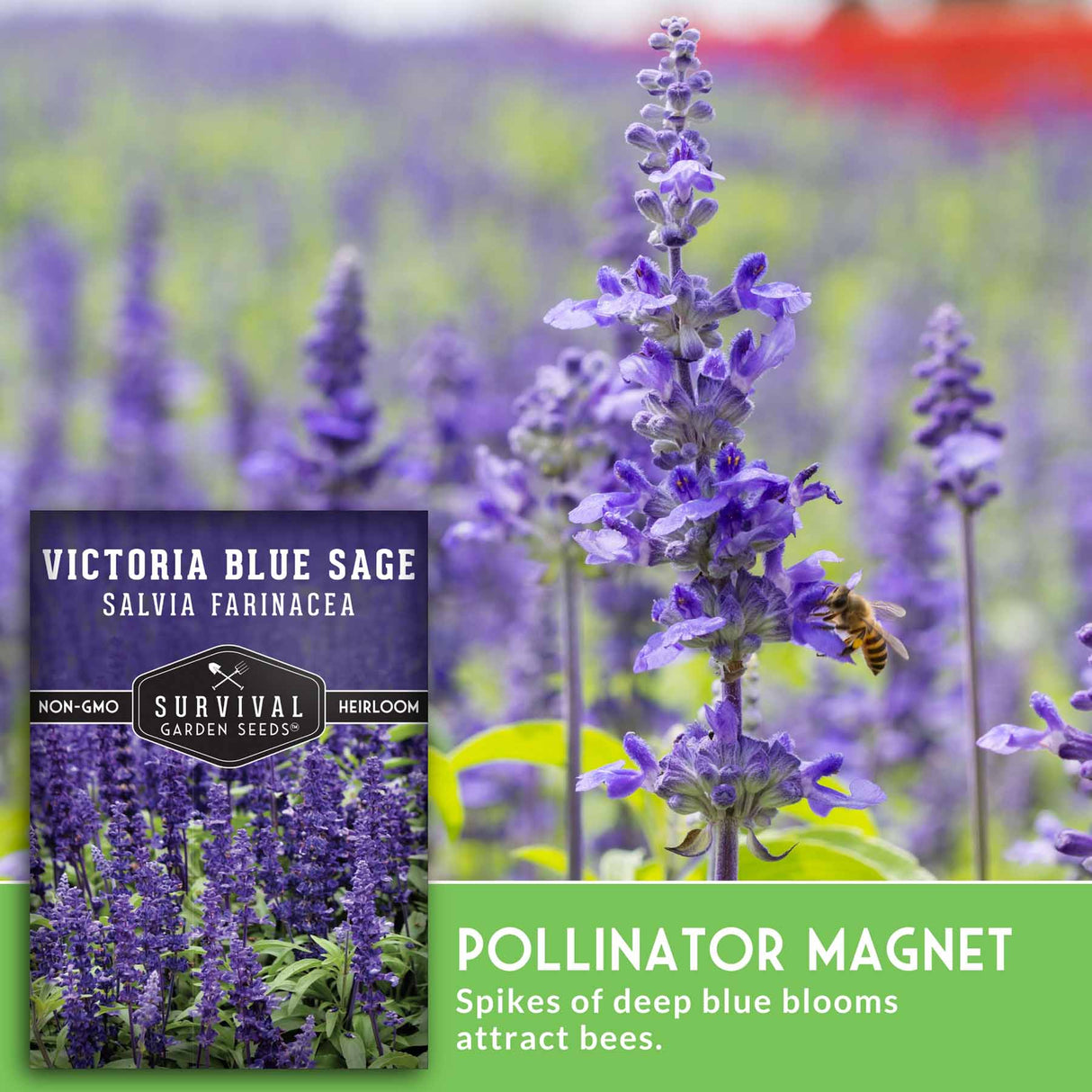 Victoria Blue Sage plant with a seed packet labeled 'Survival Garden Seeds' in the background.