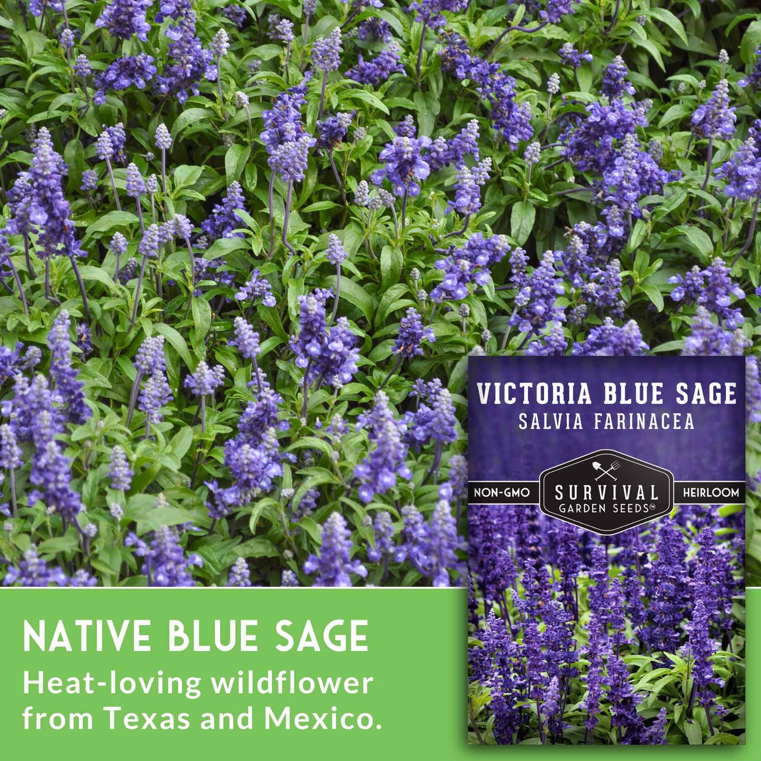 Victoria Blue Sage plant with a seed packet labeled 'Survival Garden Seeds' on a green background.
