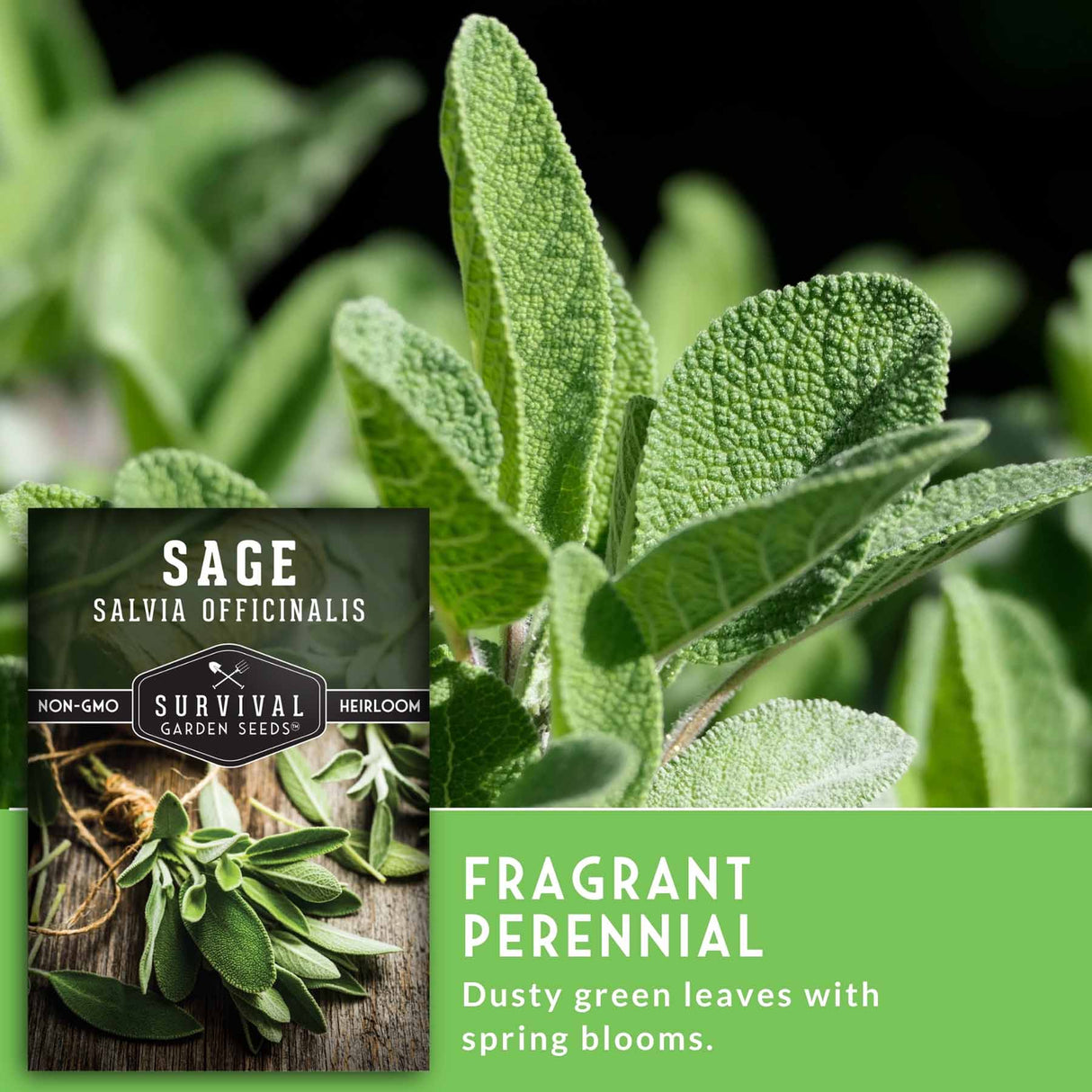 Sage plant with a label indicating 'Survival Garden Seeds' and descriptive text about sage.
