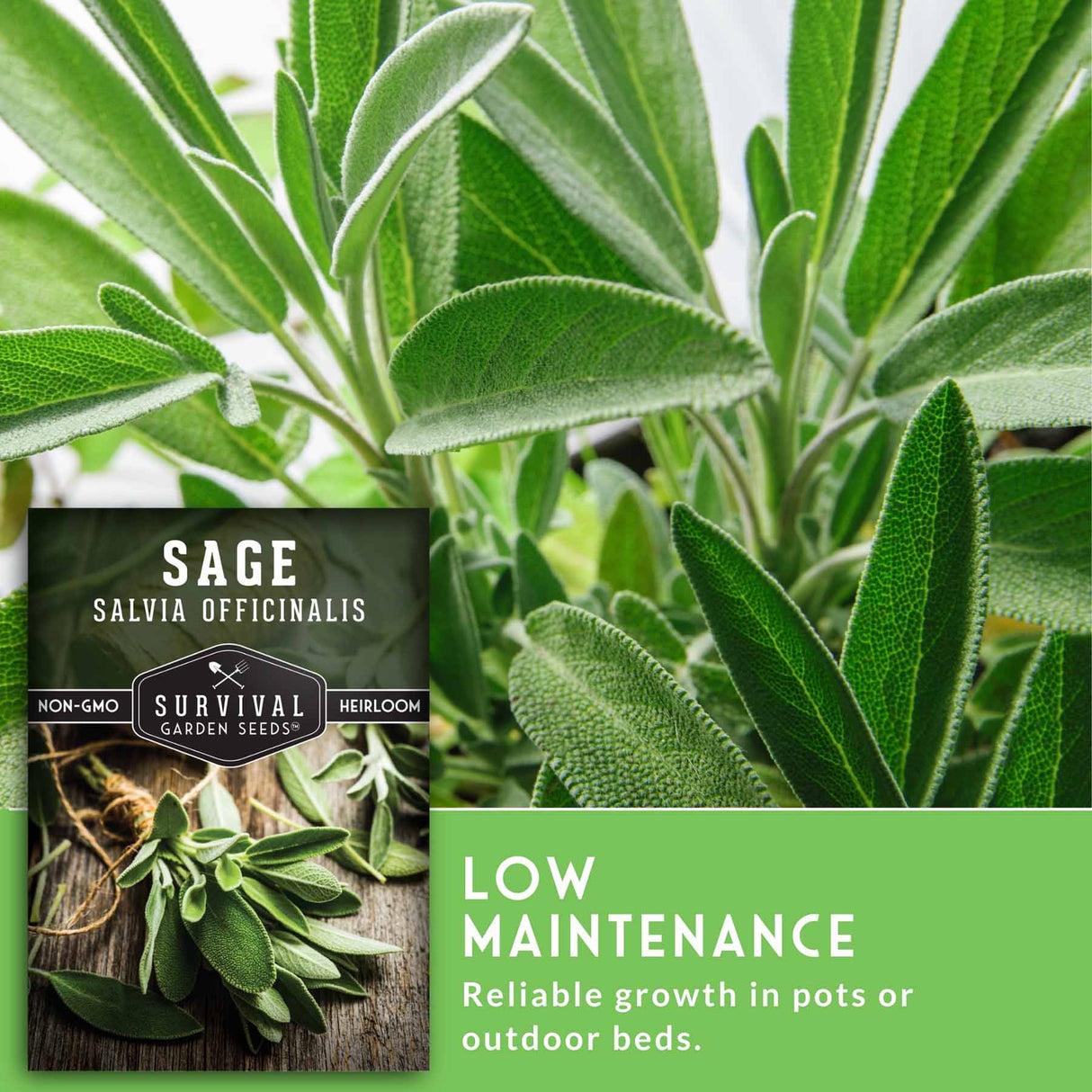 Sage plant with a label indicating 'Sage Salvia Officinalis' and text about low maintenance.