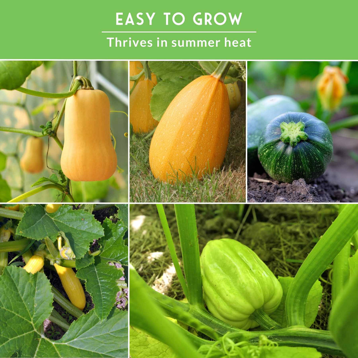 Collage of zucchini plants and fruits with text 'Easy to Grow, Thrives in Summer Heat' on a green background.