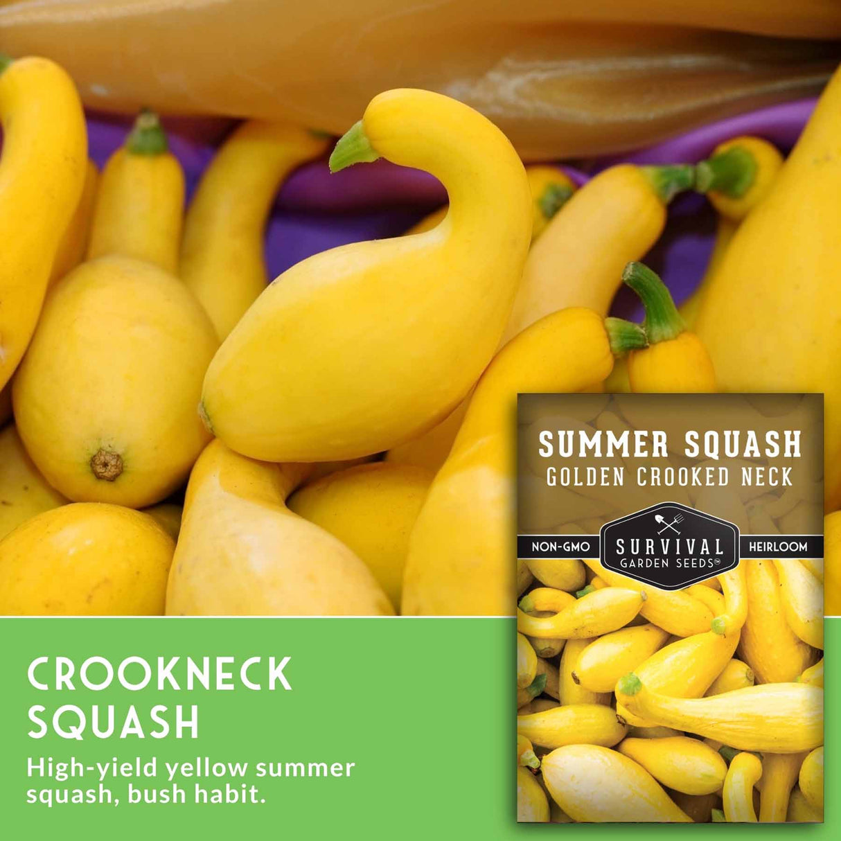 Summer squash with a label for 'Golden Crooked Neck' variety on a purple background