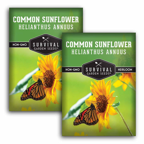 Common Sunflower Seeds - Helianthus annuus