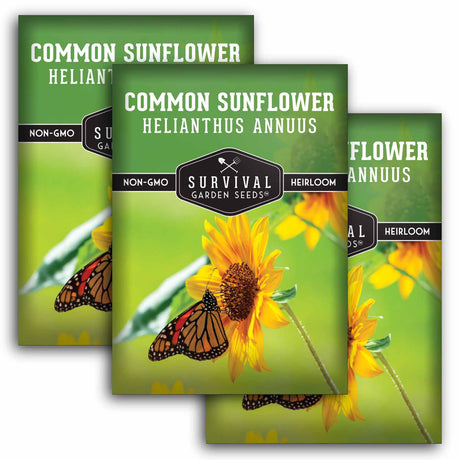 Common Sunflower Seeds - Helianthus annuus