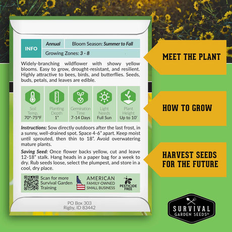 Common Sunflower Seeds - Helianthus annuus