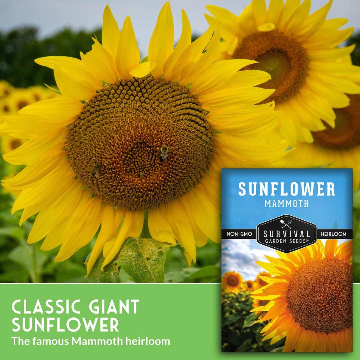 Classic giant sunflower seeds with a large yellow flower in a field and a seed packet labeled 'Sunflower Mammoth' shown in the lower right. Text at the bottom reads 'Classic Giant Sunflower' and 'The famous Mammoth heirloom.