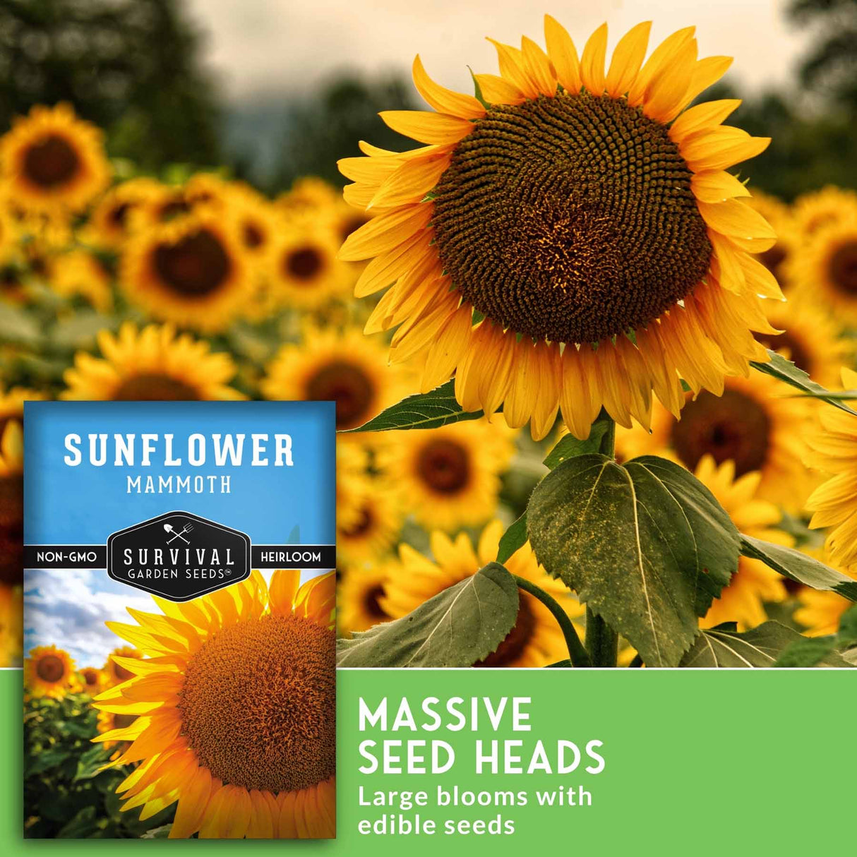 Sunflower seed packet shown in front of a blurred sunflower field, with text reading 'SUNFLOWER MAMMOTH' and 'MASSIVE SEED HEADS Large blooms with edible seeds.' Visible brand on the packet is Survival Garden Seeds.