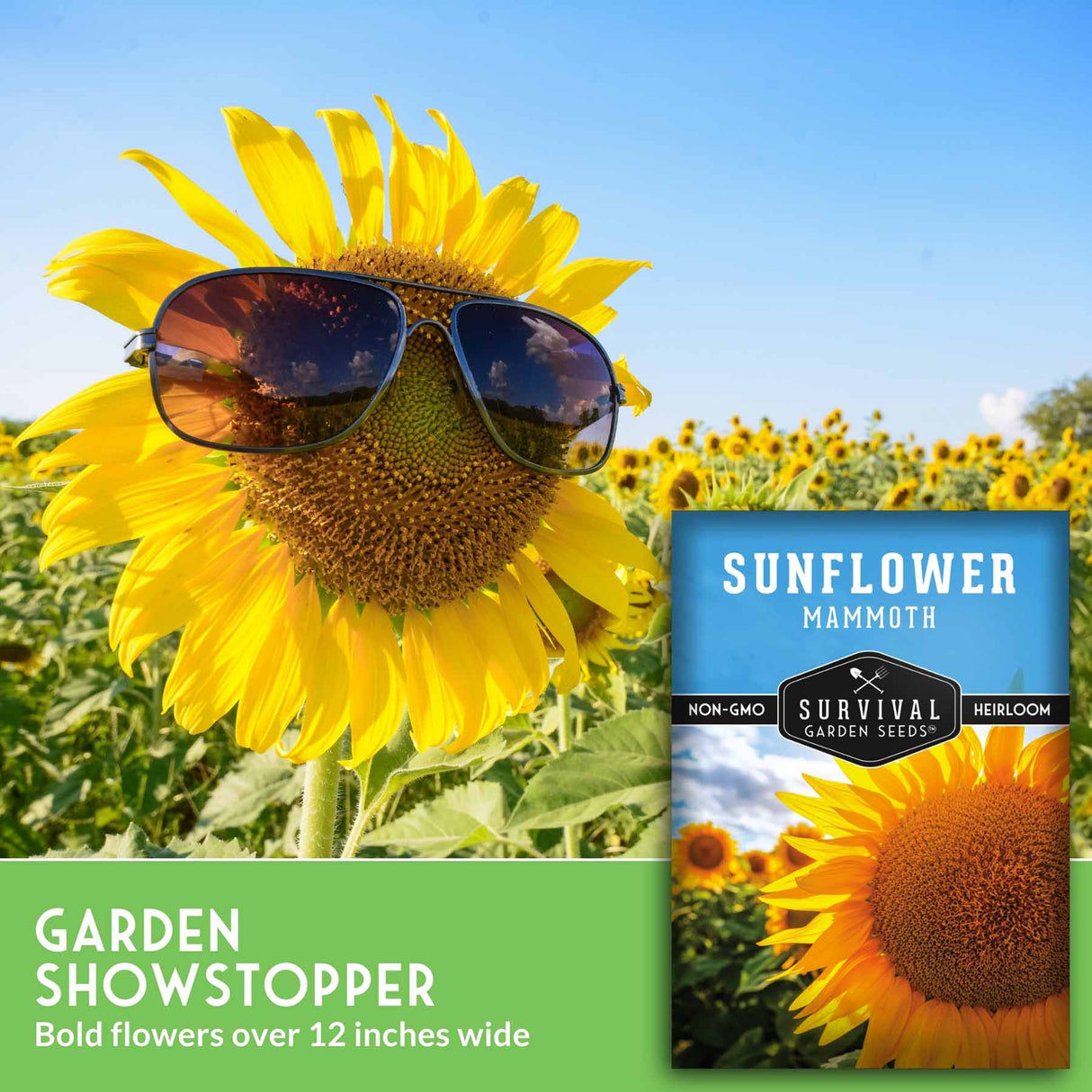 A garden showstopper sunflower seed package shown next to a large sunflower wearing sunglasses in a field under a blue sky. Text on the image reads 'GARDEN SHOWSTOPPER' and 'Bold flowers over 12 inches wide.