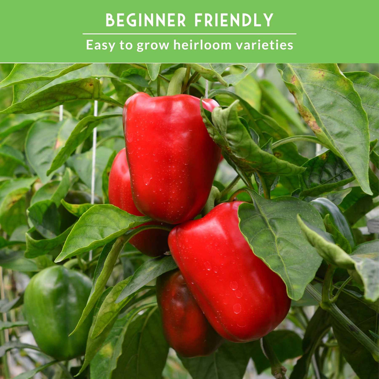 Beginner friendly, easy to grow red bell peppers