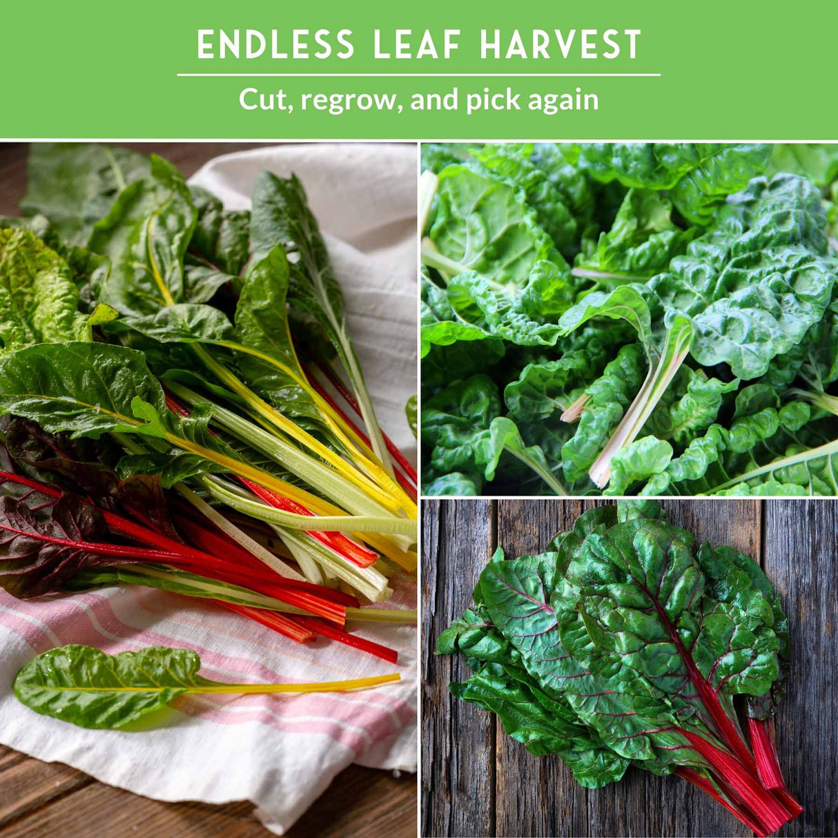 Swiss Chard 3 Variety Seed Collection – Rainbow, Ruby Red, and Fordhook Giant Heirloom Greens for Continuous Harvests