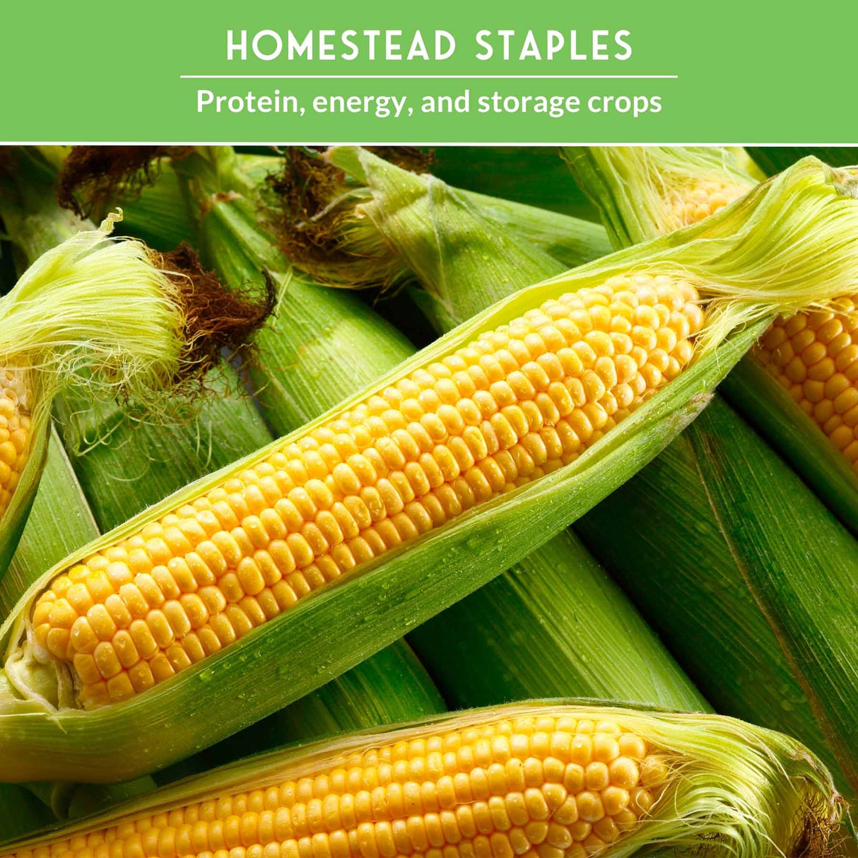Sweet corn with text that says Homestead Staples