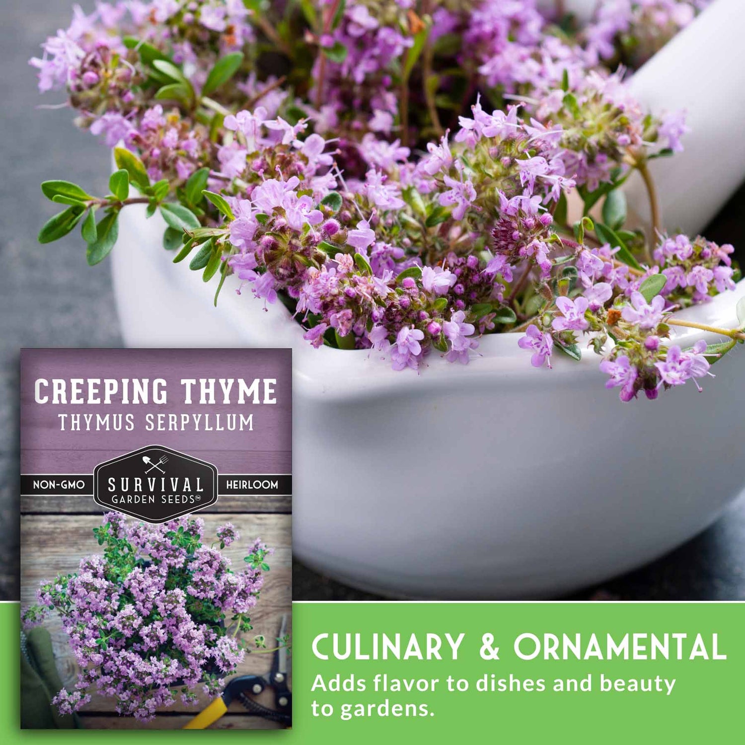Creeping thyme plant in a white pot with a seed packet labeled 'Survival Garden Seeds' on a gray background.