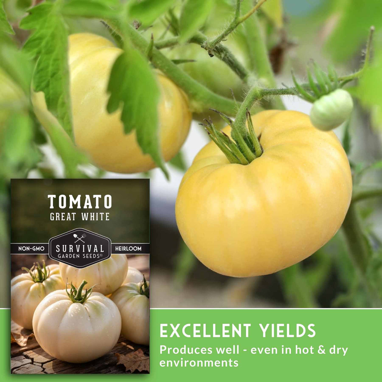 Yellow tomatoes on a vine with a label for 'Tomato Great White' seeds.
