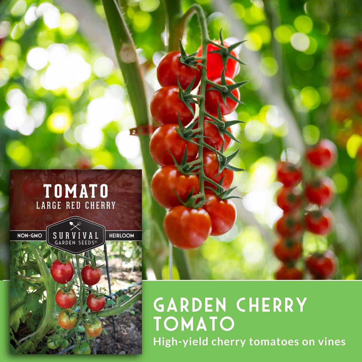 Garden cherry tomatoes on a vine with Survival Garden Seeds package.