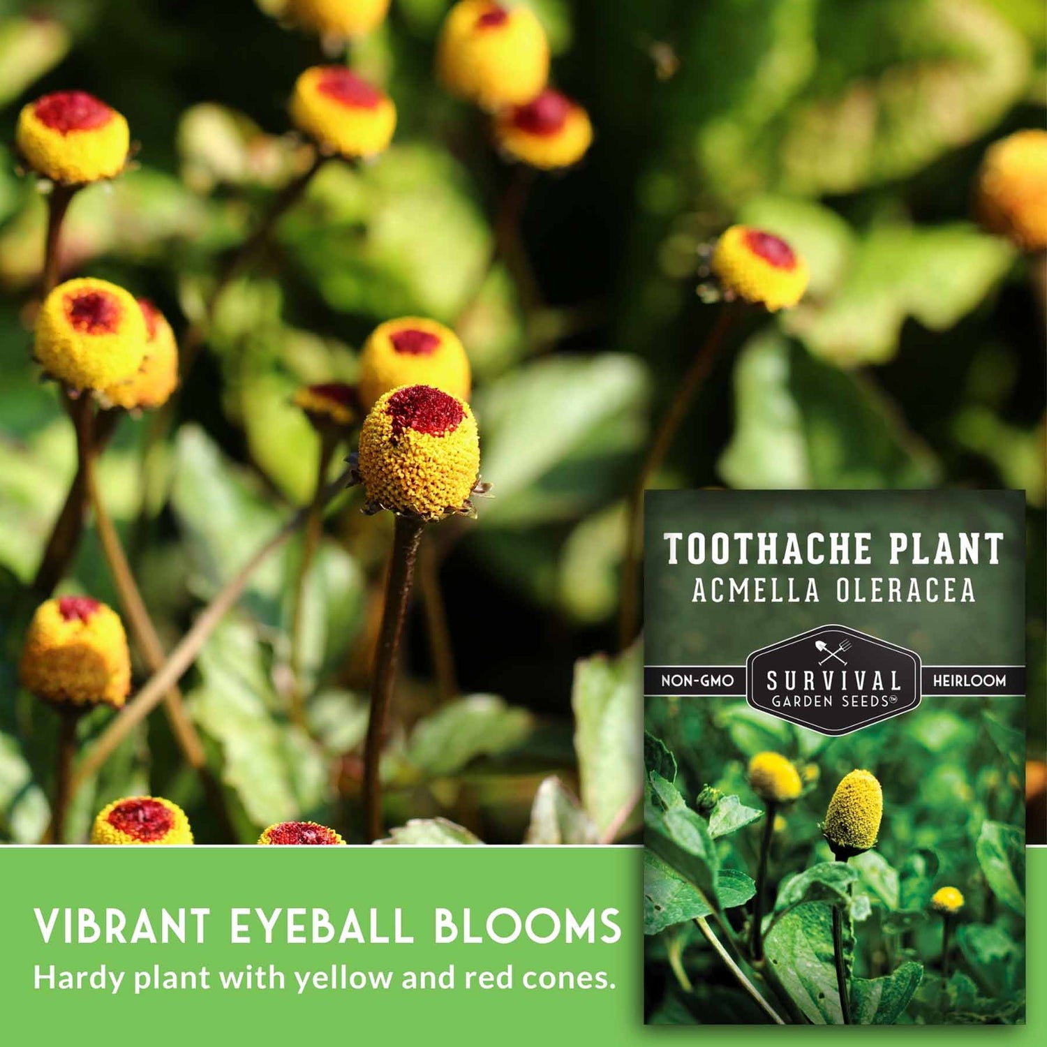 Toothache plant with vibrant eyeball blooms and a seed packet labeled 'Survival Garden Seeds' in the background.