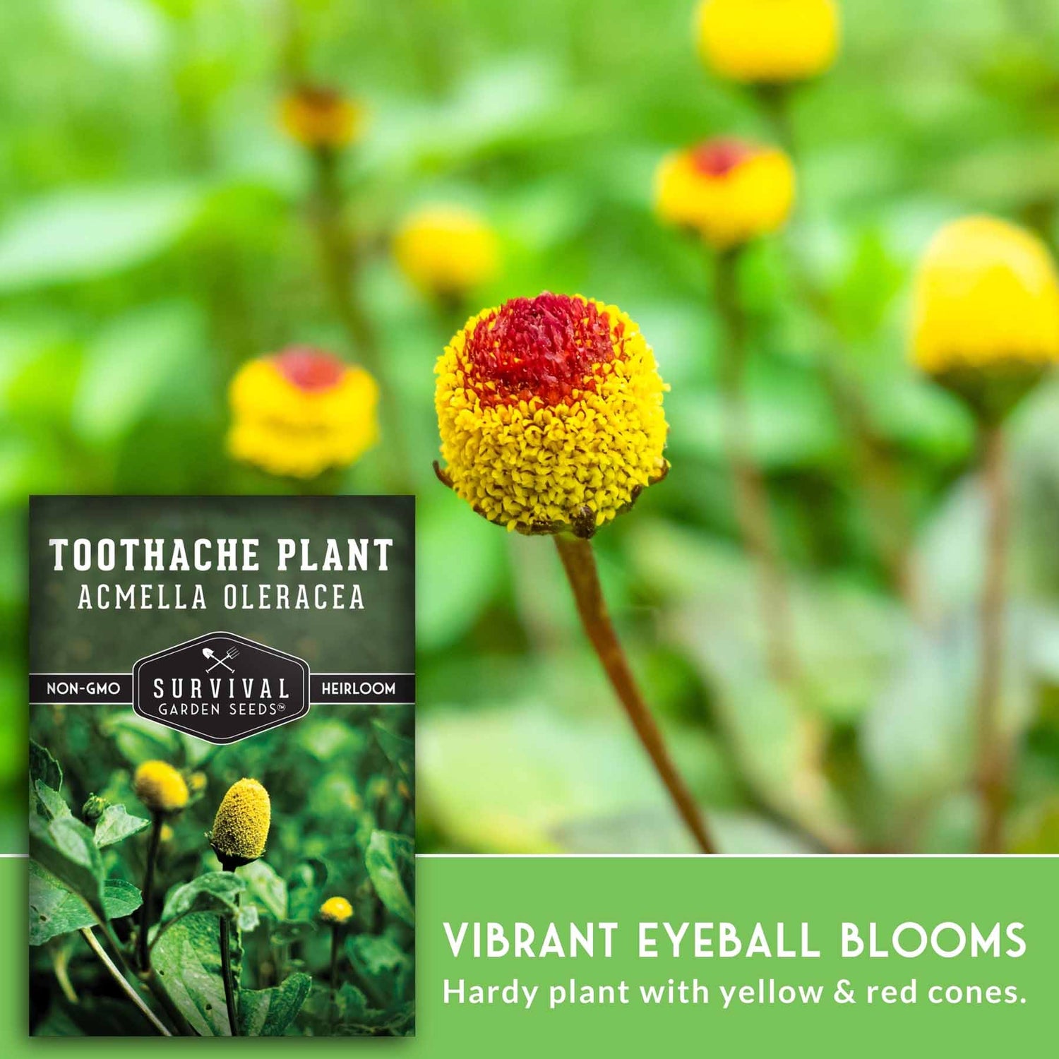 Toothache plant with vibrant eyeball blooms and Survival Garden Seeds packaging.
