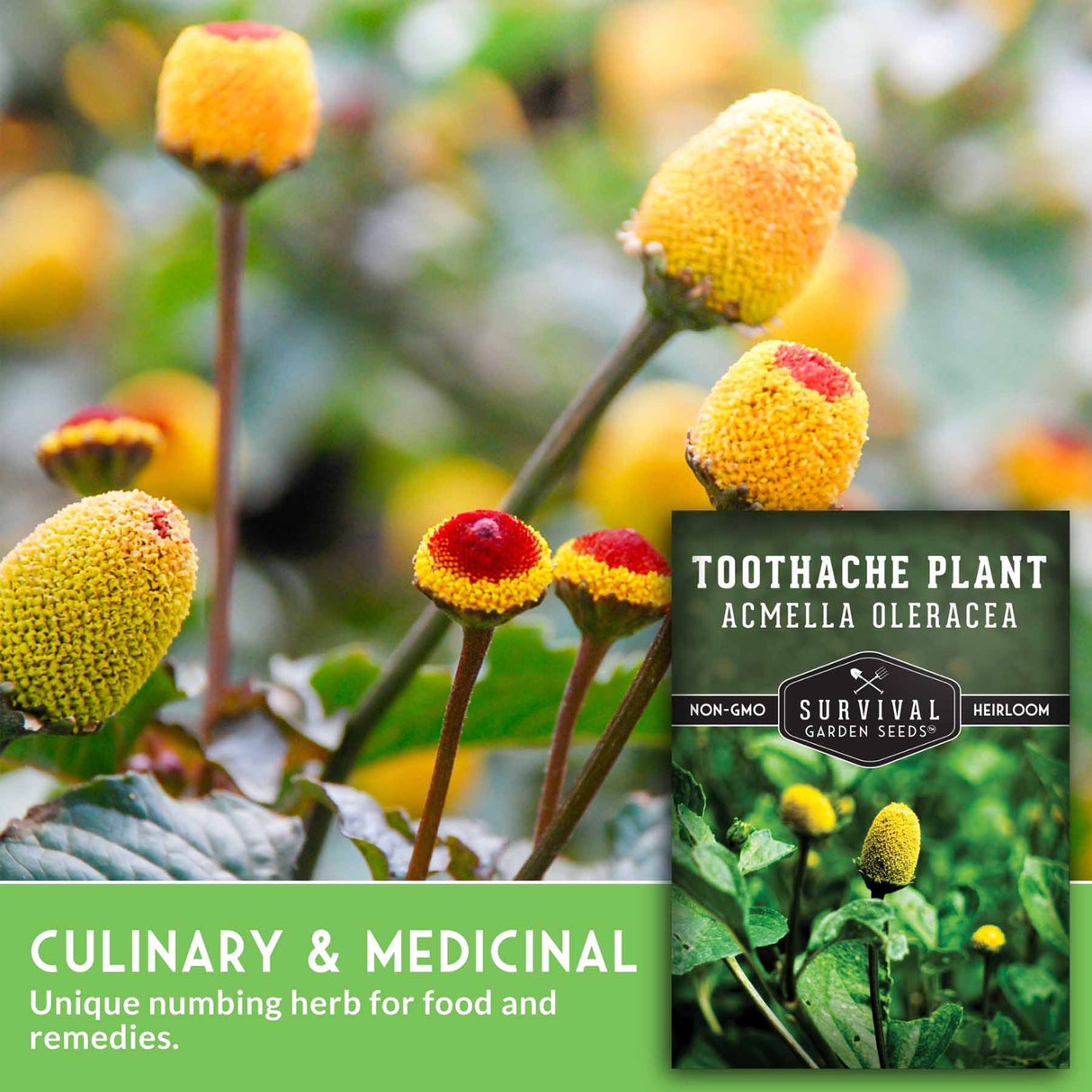 Toothache plant with a seed packet labeled 'Survival Garden Seeds' on a green background.