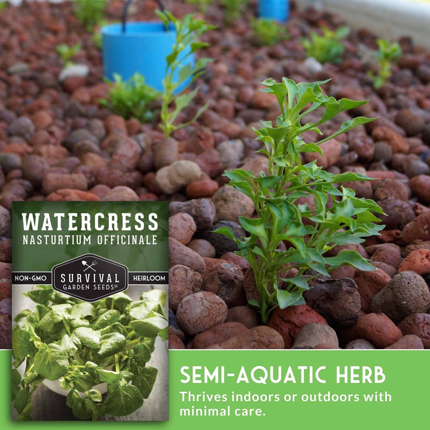 Watercress plant on pebbles with a seed packet labeled 'Survival Garden Seeds' in the foreground.