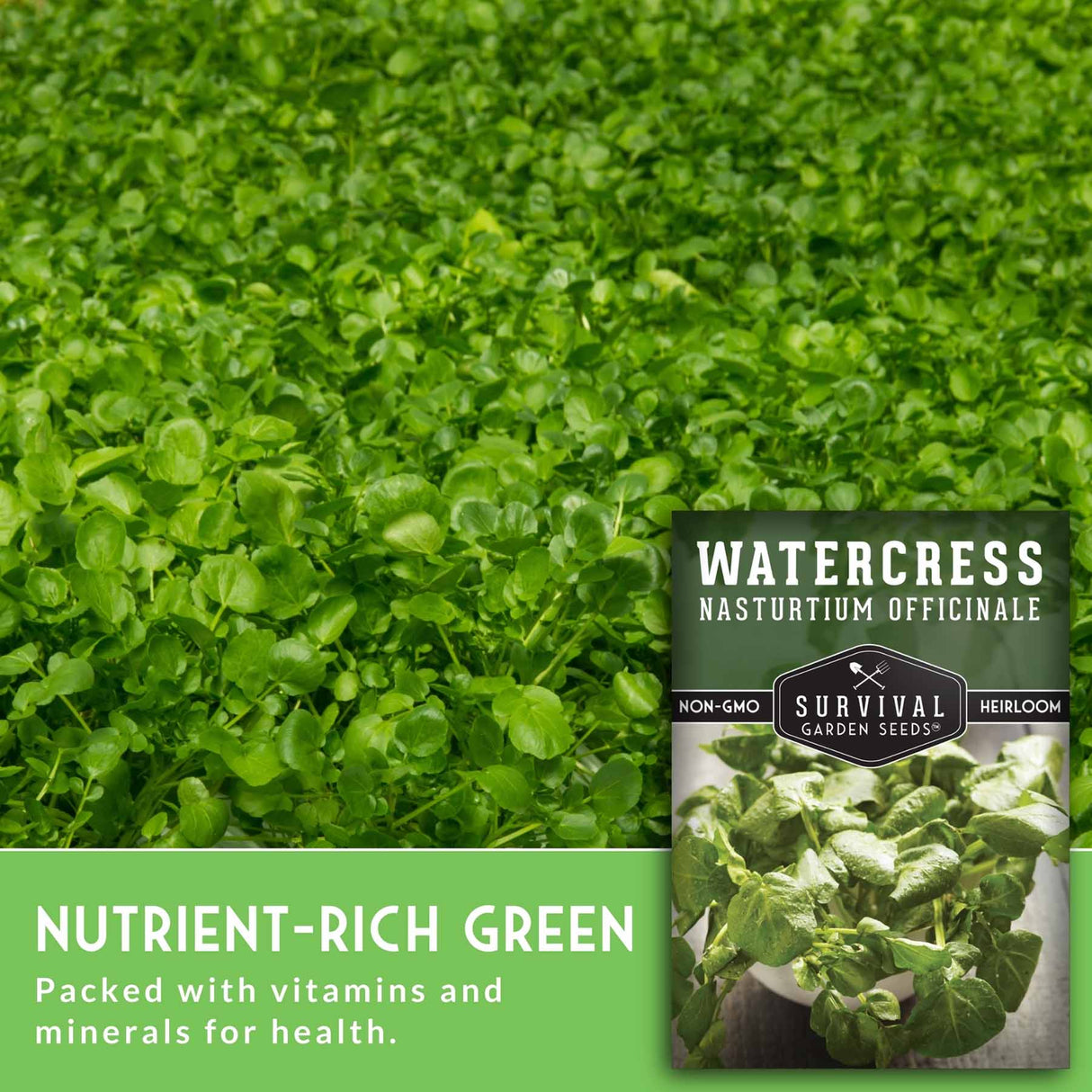 Nutrient rich watercress plants with a seed packet