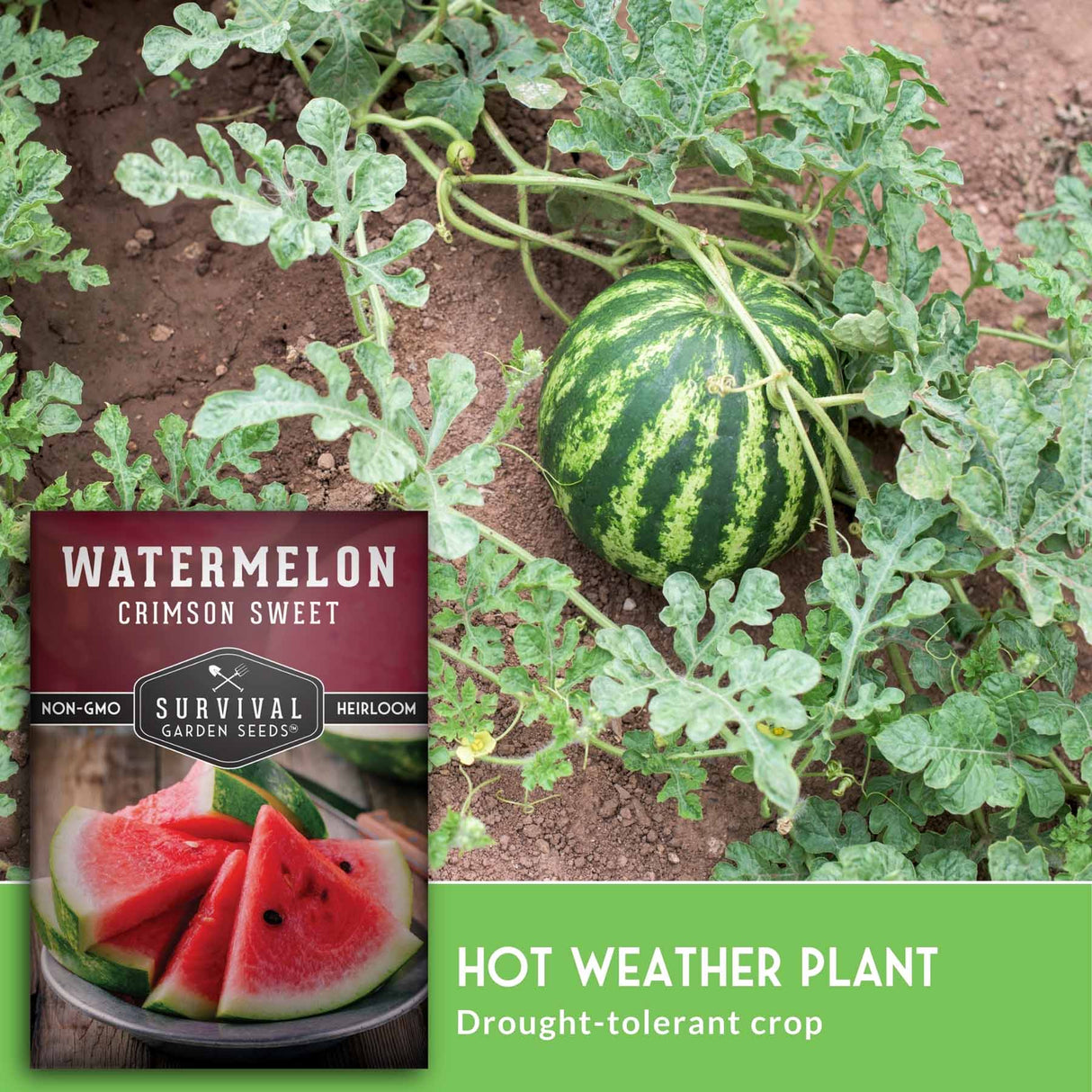 Watermelon plant with a seed packet labeled 'Watermelon Crimson Sweet' on a green background.