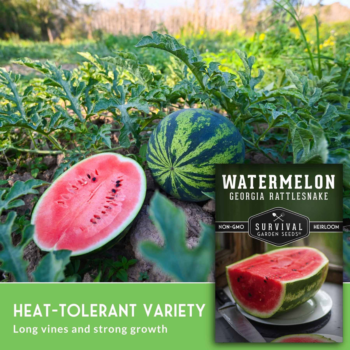 Watermelon with a cut section and whole watermelon in a field, with 'Survival Garden Seeds' branding.