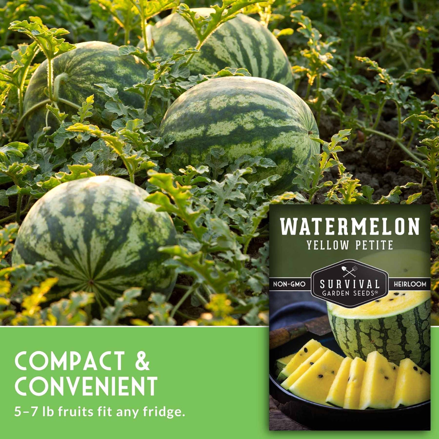 Watermelons growing in a field with a package of Survival Garden Seeds watermelon seeds.