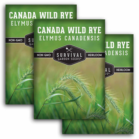 3 Packets of Canada Wild Rye seeds