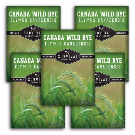 5 Packets of Canada Wild Rye seeds