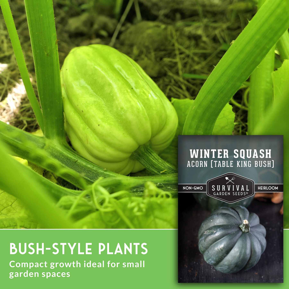 Green winter squash on a plant with 'Survival Garden Seeds' label